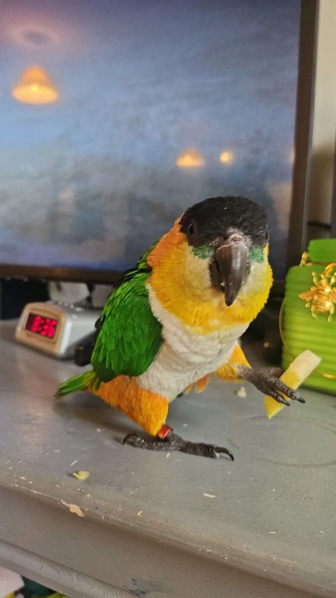 black headed caique - Image 1