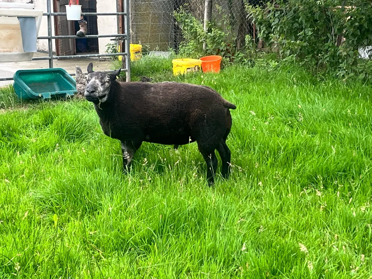 Sheep - Image 4