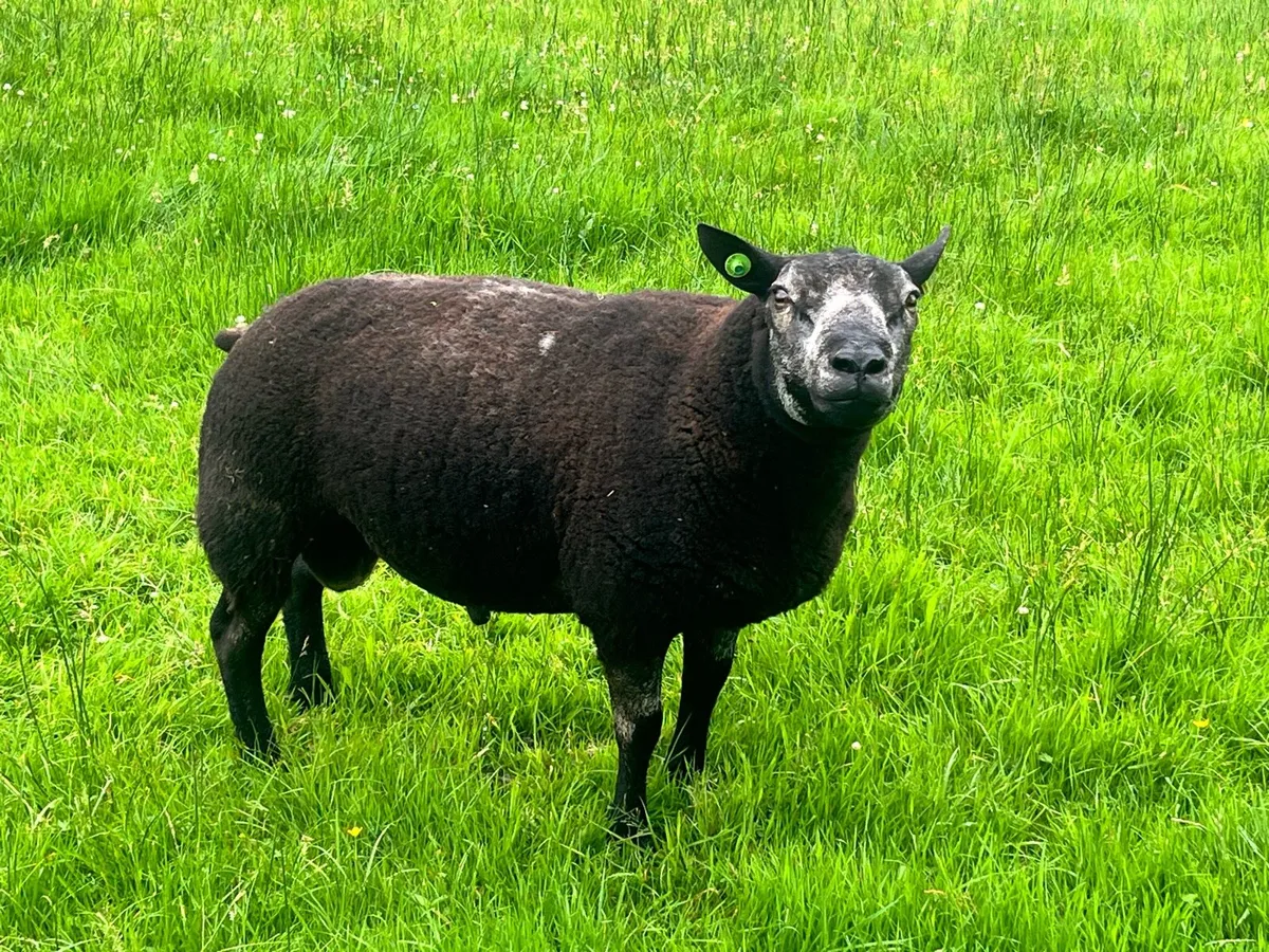 Sheep - Image 1