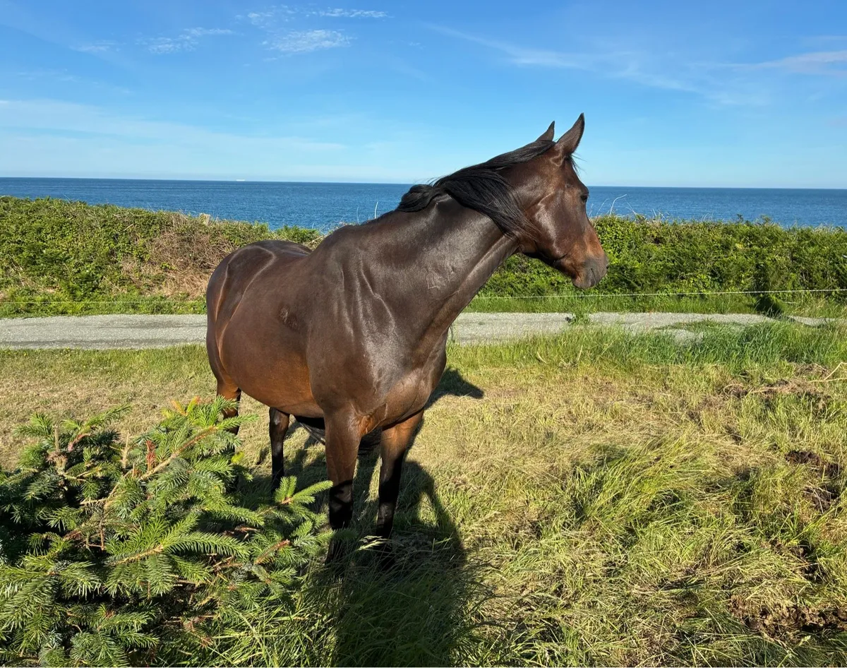 Brood mare - Image 4