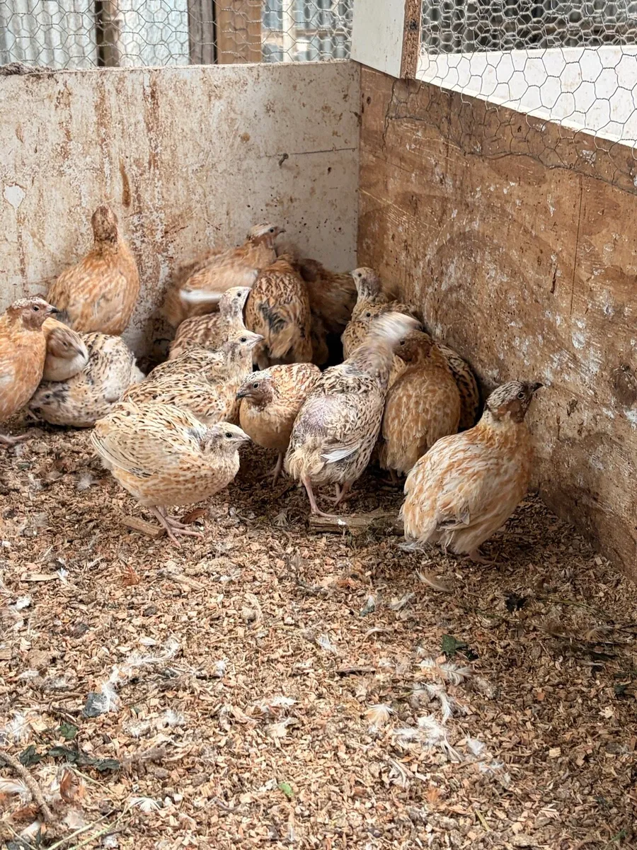 Quail and Quail eggs (hatching or eating) - Image 3