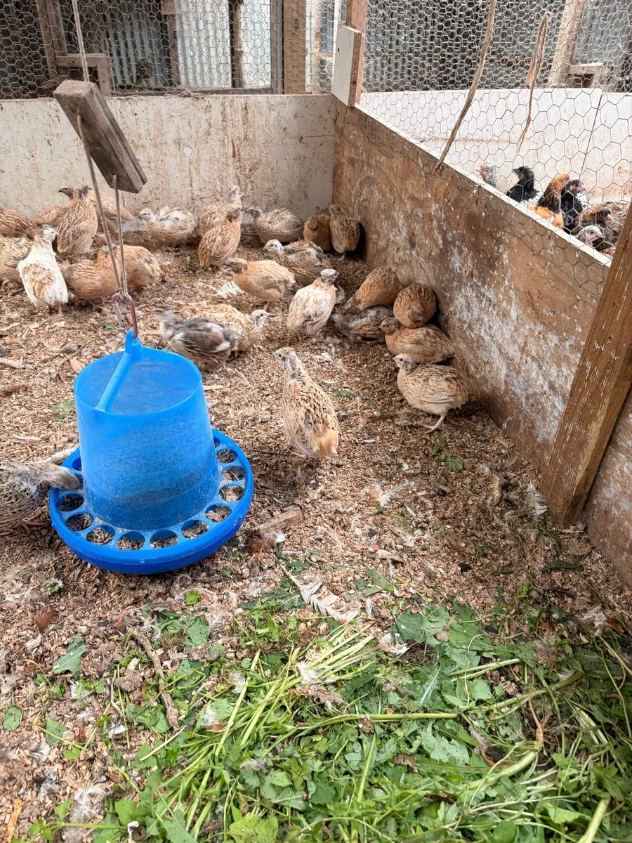 Quail and Quail eggs (hatching or eating) - Image 4