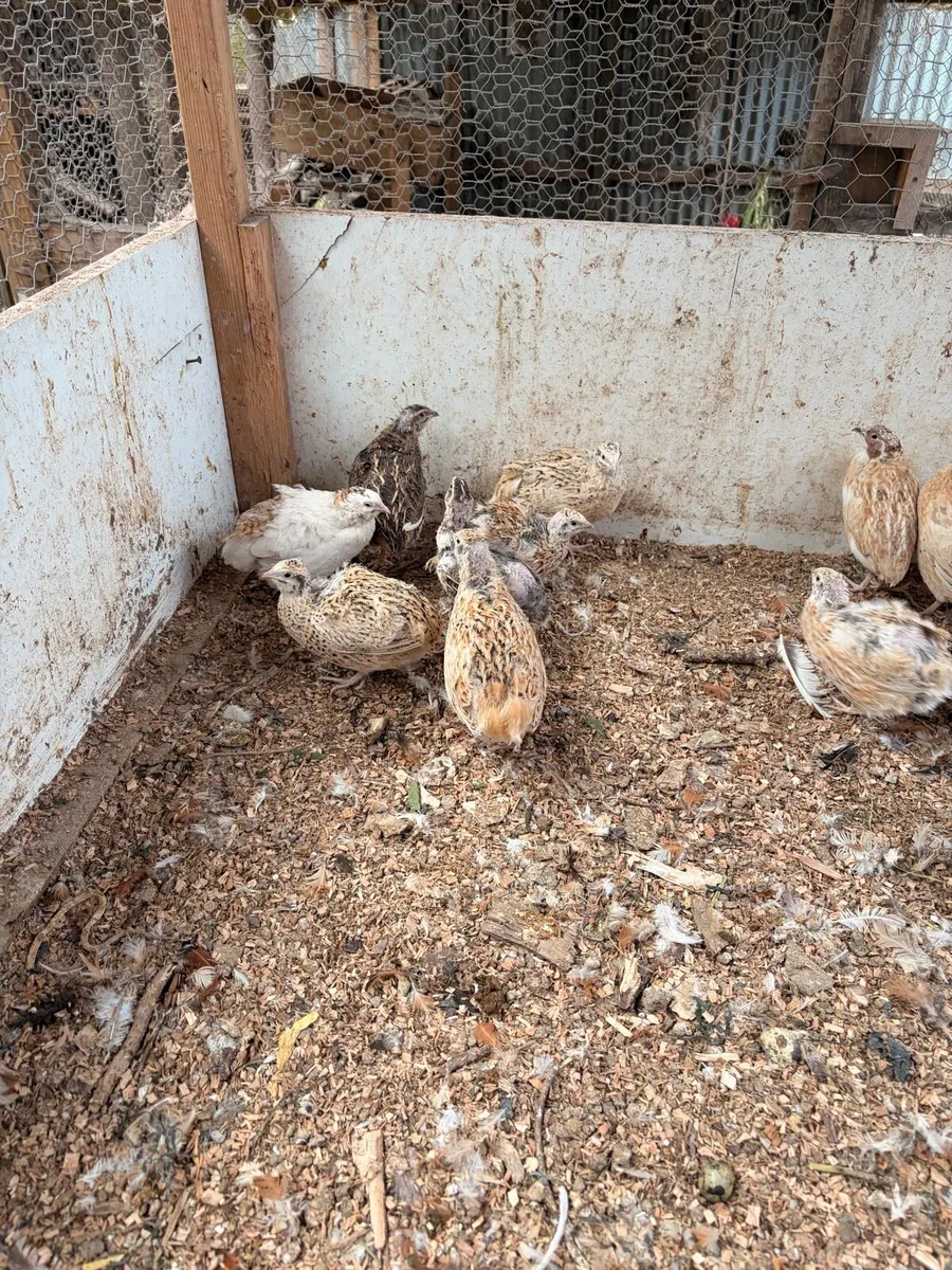 Quail and Quail eggs (hatching or eating) - Image 1