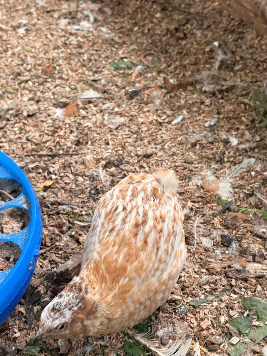 Quail and Quail eggs (hatching or eating) - Image 2
