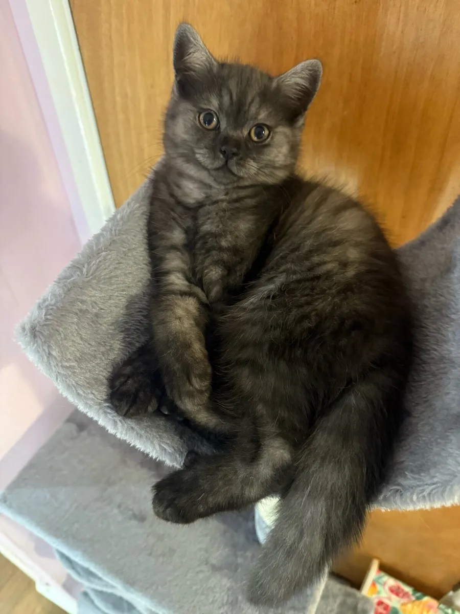 😻Stunning British Shorthair Kitten😻 - Image 1