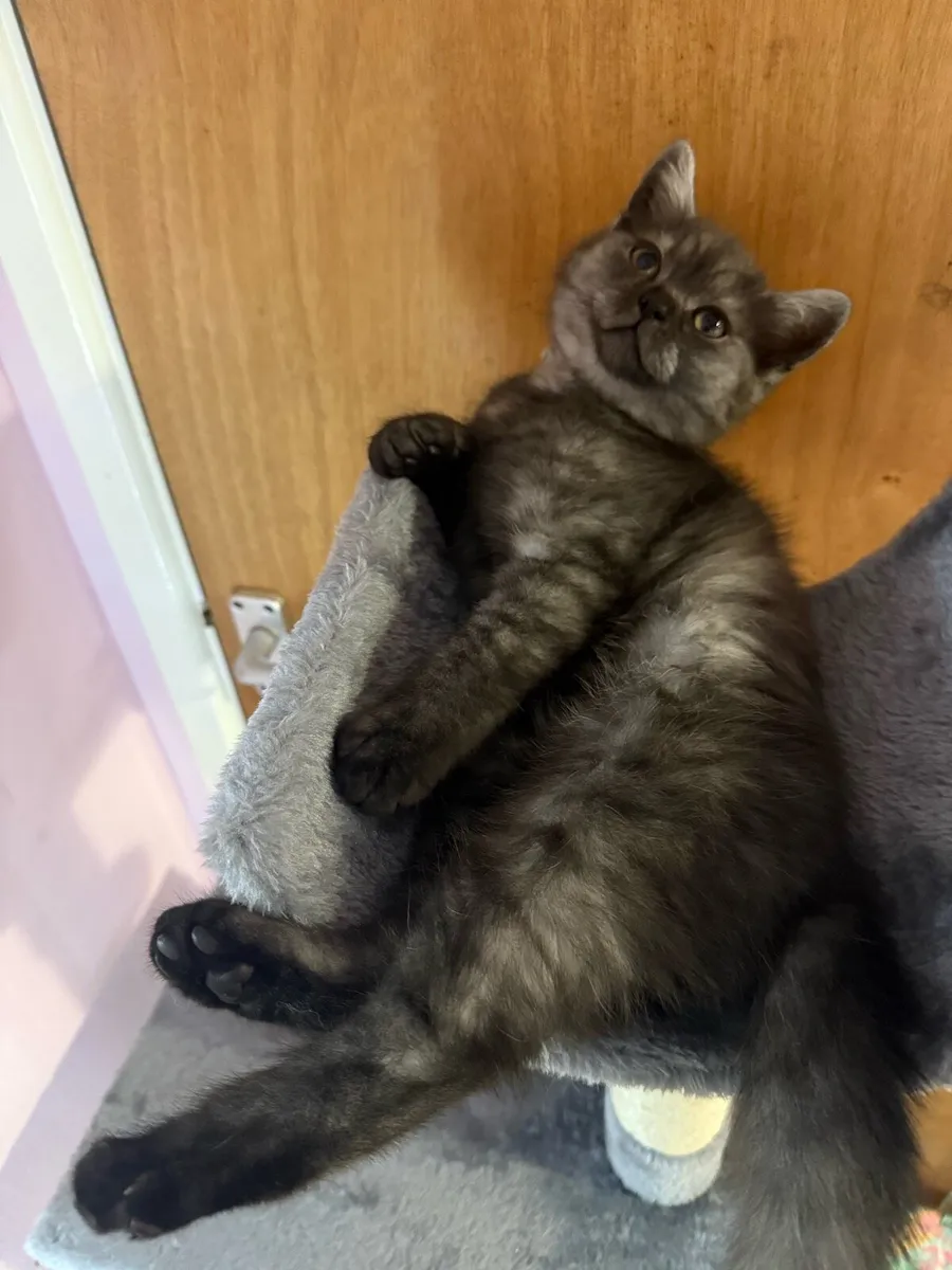😻Stunning British Shorthair Kitten😻 - Image 2