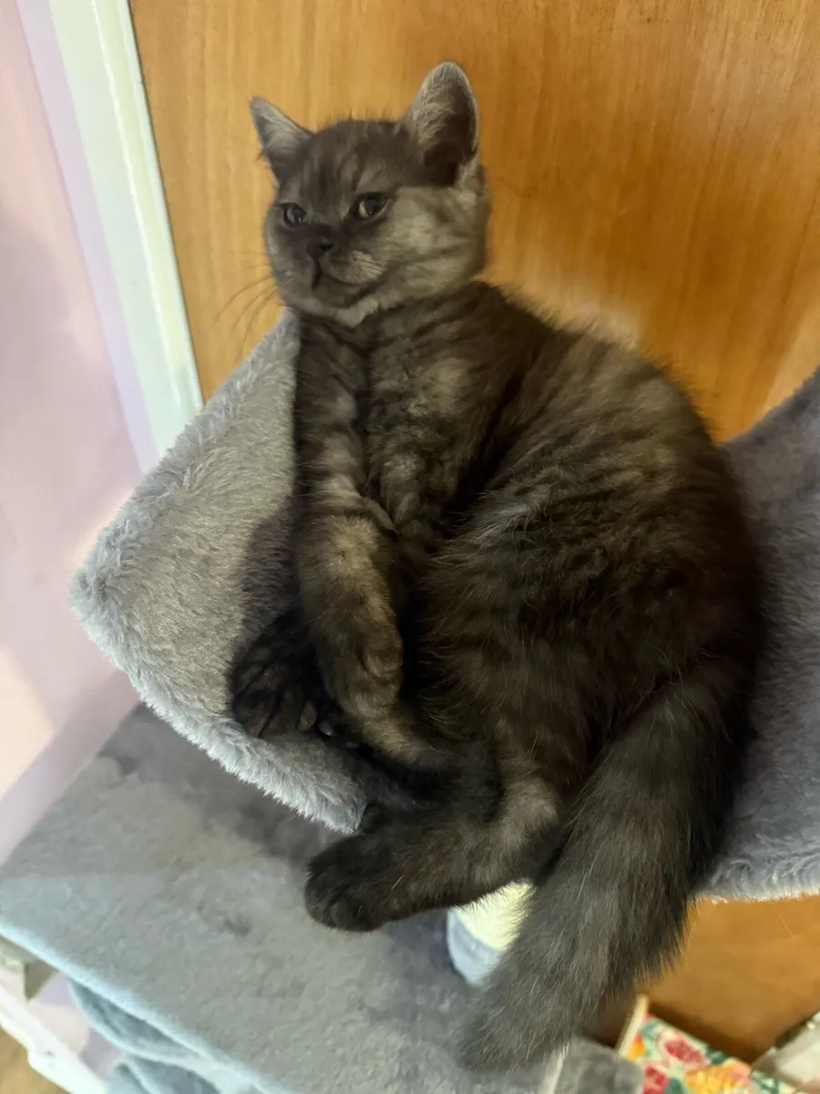 😻Stunning British Shorthair Kitten😻 - Image 3