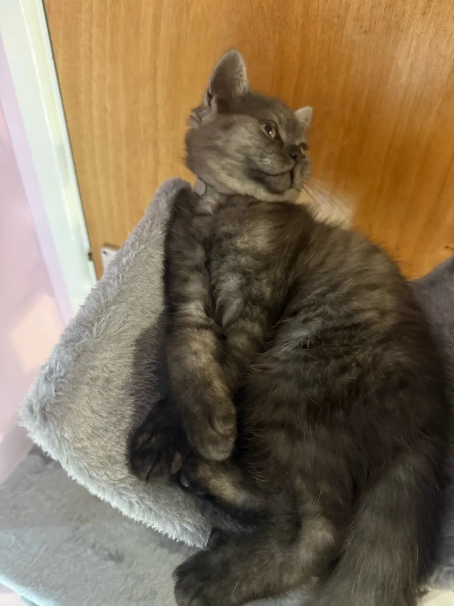 😻Stunning British Shorthair Kitten😻 - Image 4