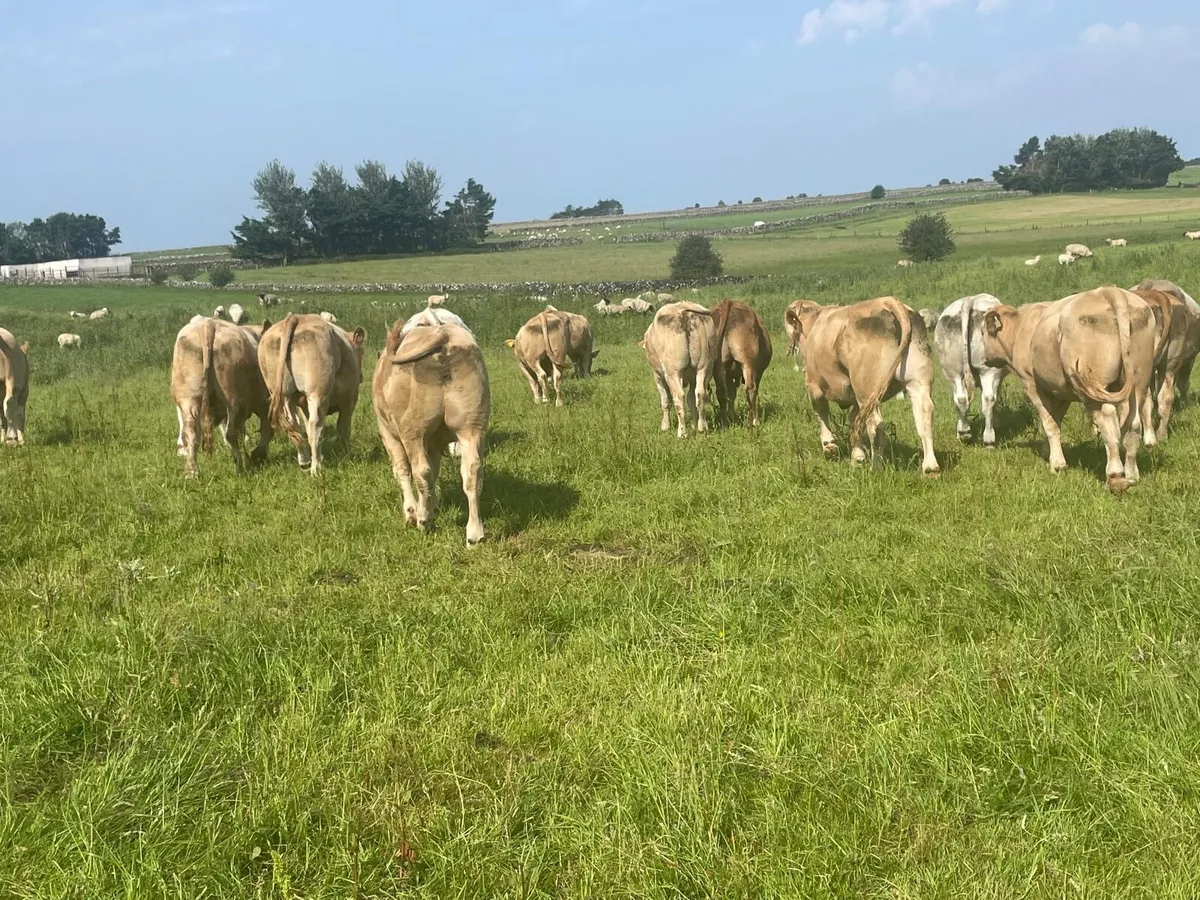Organic U grade stores bullocks LMX CHX - Image 2