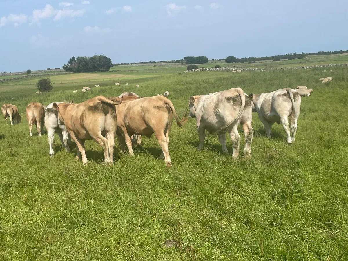 Organic U grade stores bullocks LMX CHX - Image 3