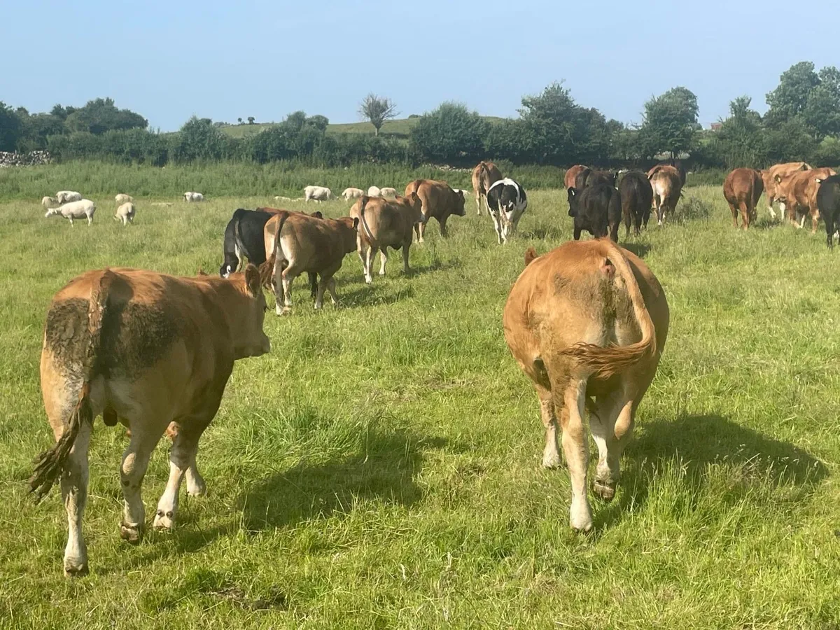 Organic U grade stores bullocks LMX CHX - Image 4