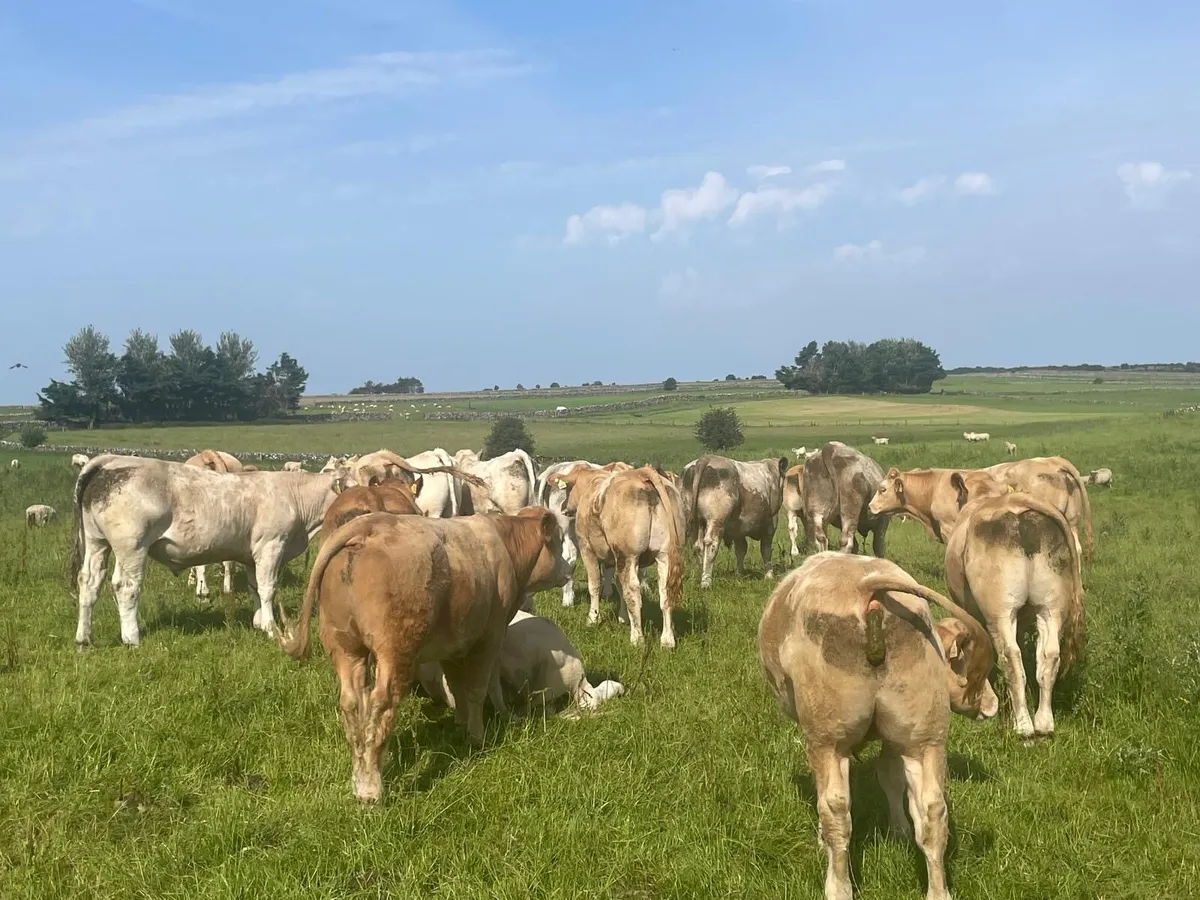 Organic U grade stores bullocks LMX CHX - Image 1