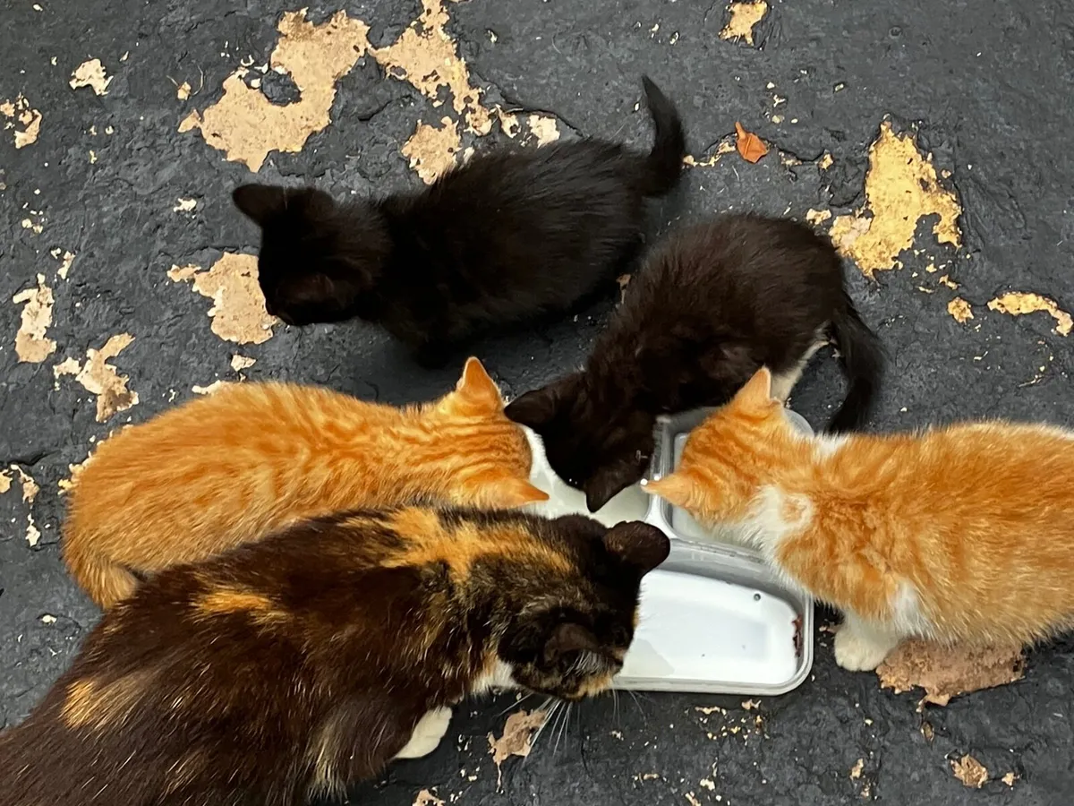 Kittens Free To A Good Home Cork - Image 1