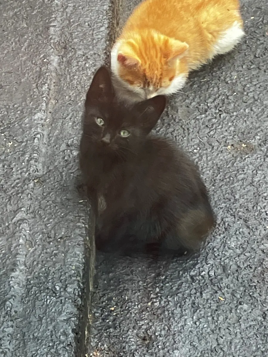 Kittens Free To A Good Home Cork - Image 2