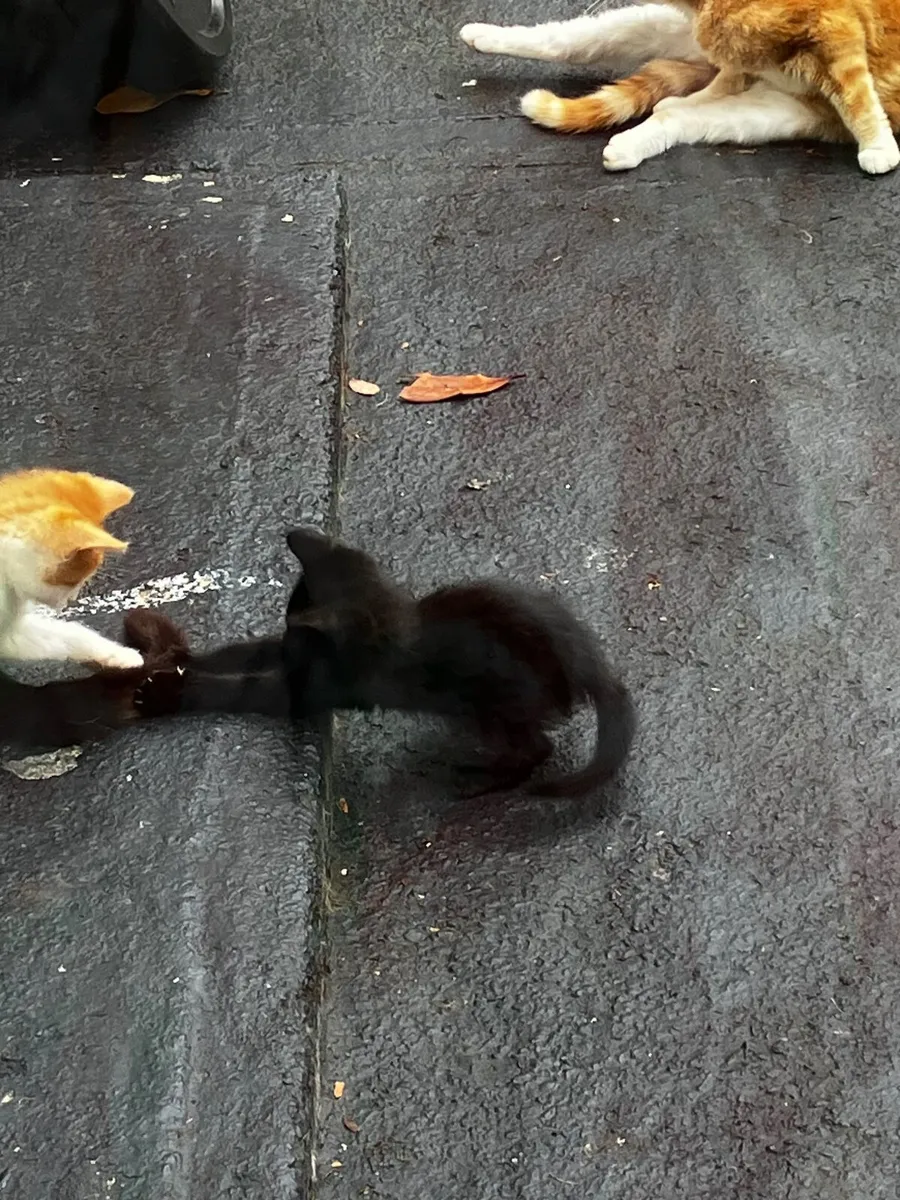 Kittens Free To A Good Home Cork - Image 3