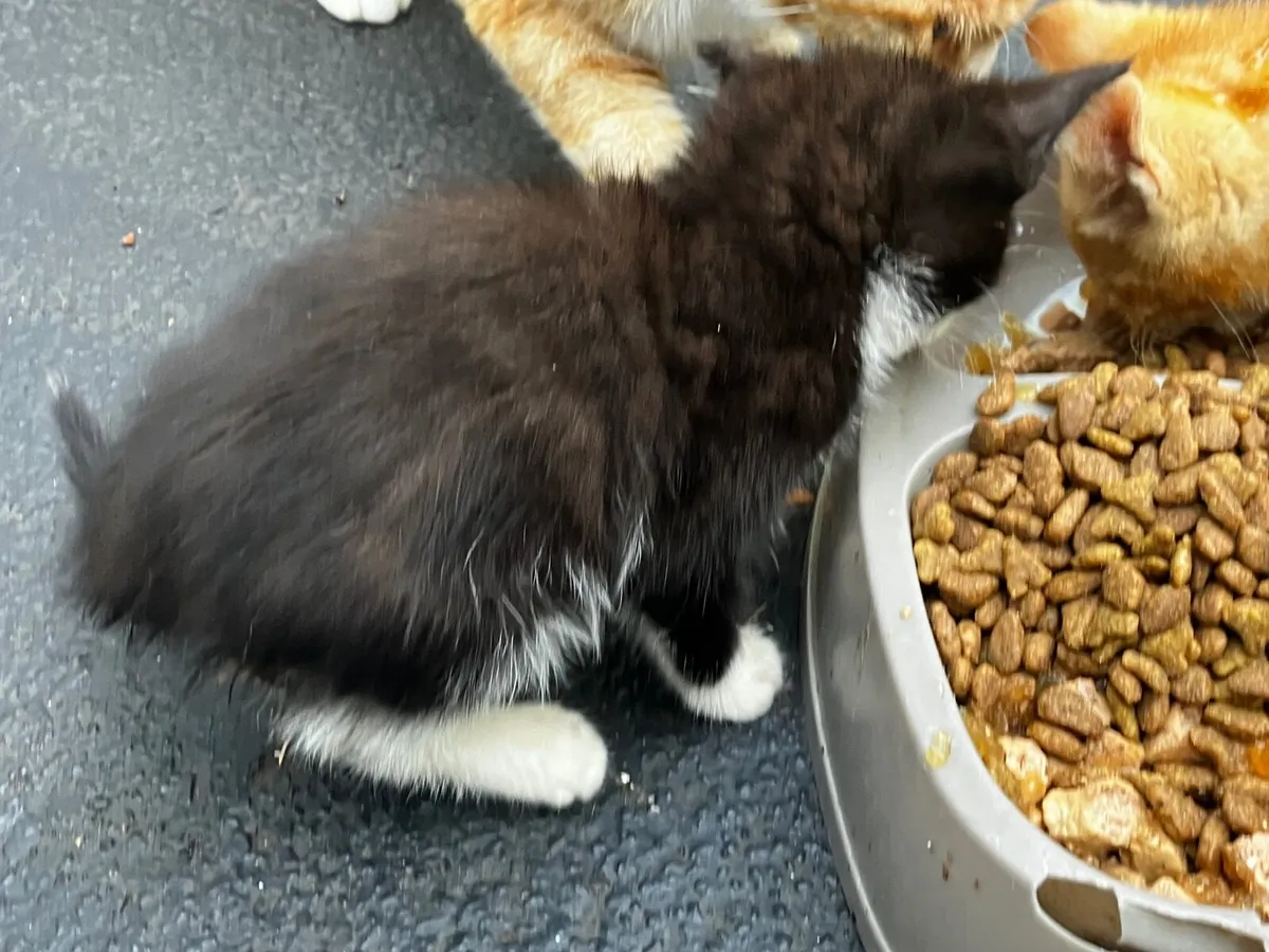 Kittens Free To A Good Home Cork - Image 4