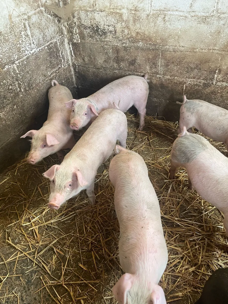 Pigs - Image 1