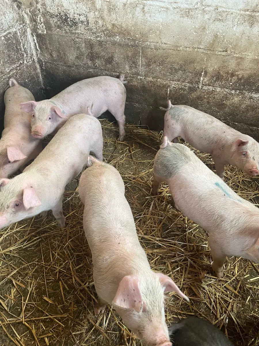 Pigs - Image 2