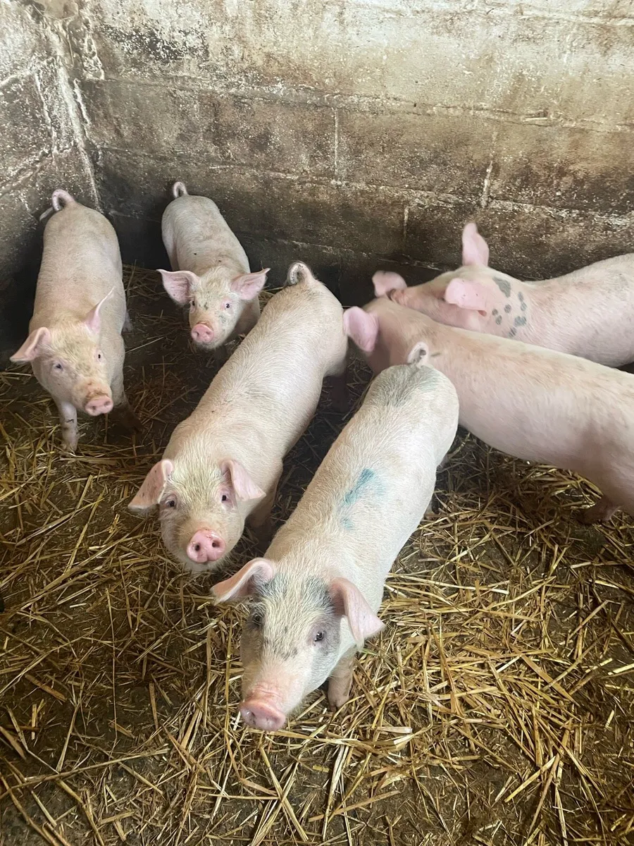 Pigs - Image 3