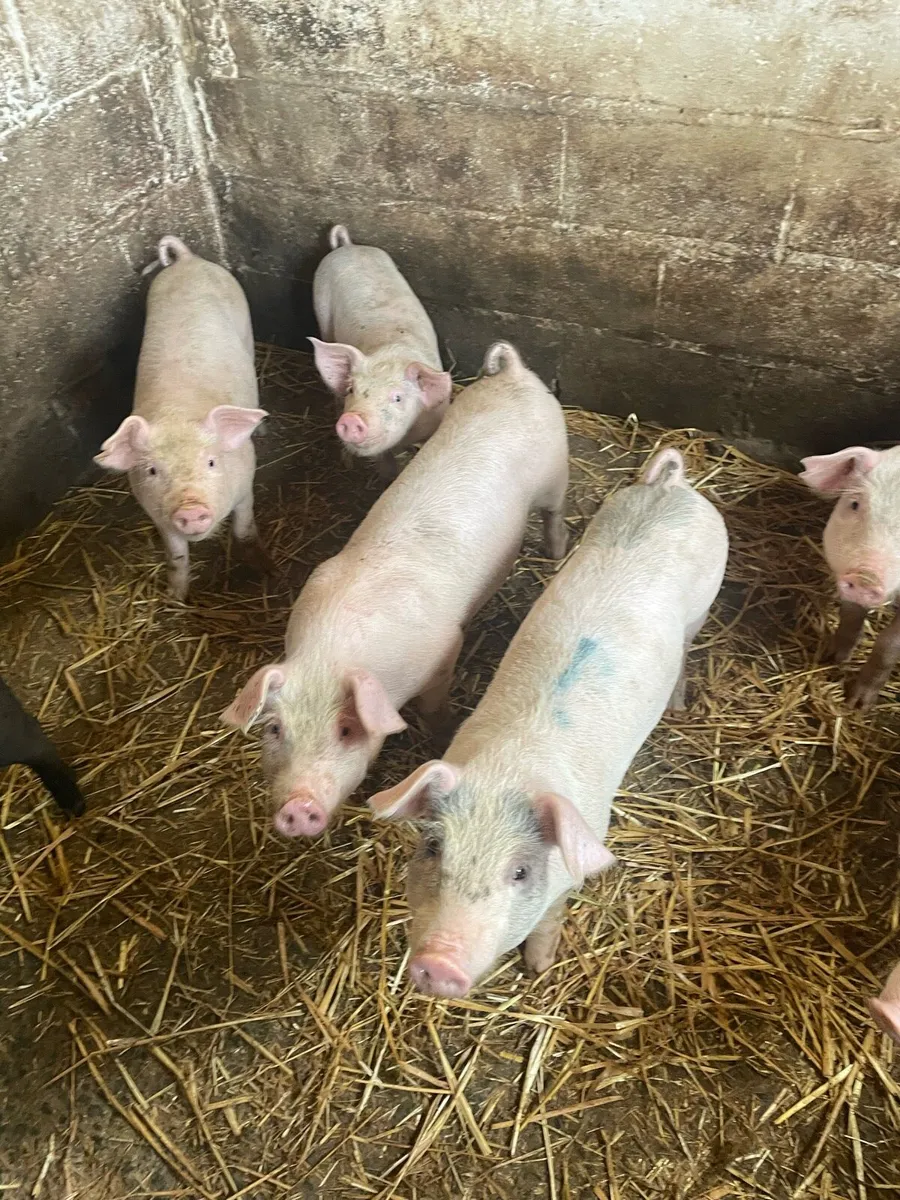Pigs - Image 4