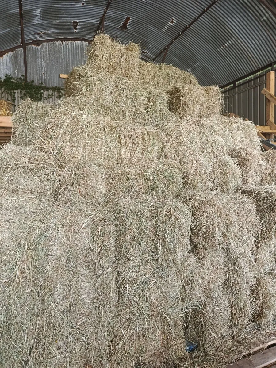 Hay Square Bales - Image 1
