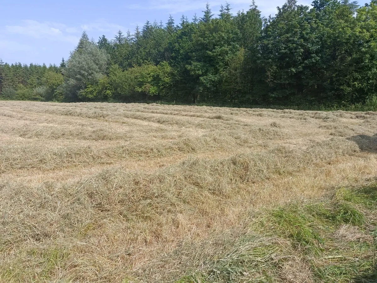 Hay Square Bales - Image 3