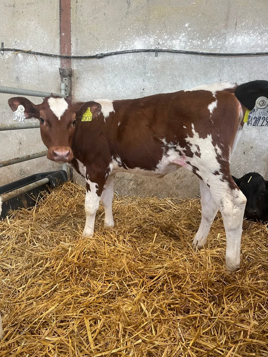 Purebred Rotbunt heifer calves for sale - Image 1