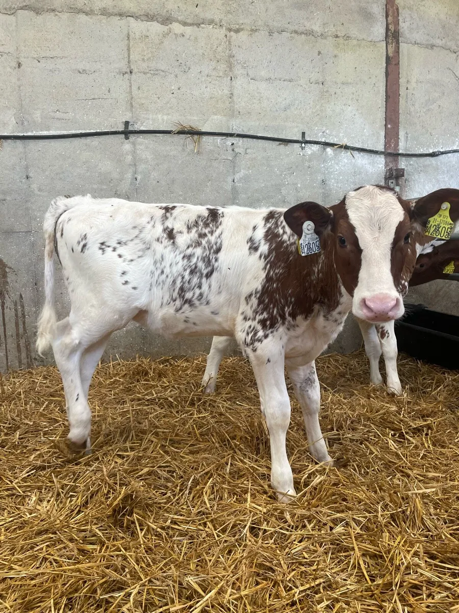Purebred Rotbunt heifer calves for sale - Image 2