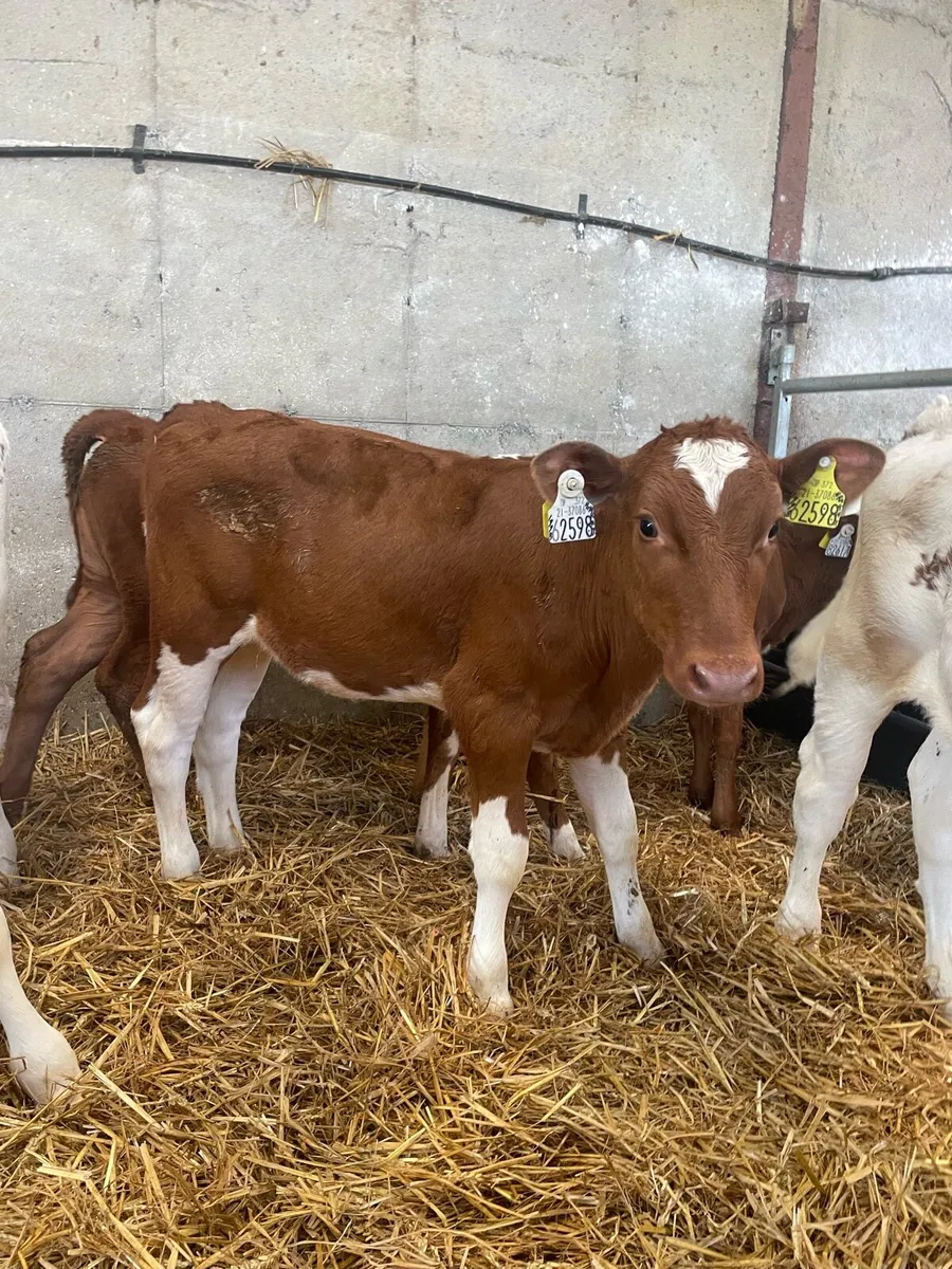 Purebred Rotbunt heifer calves for sale - Image 4