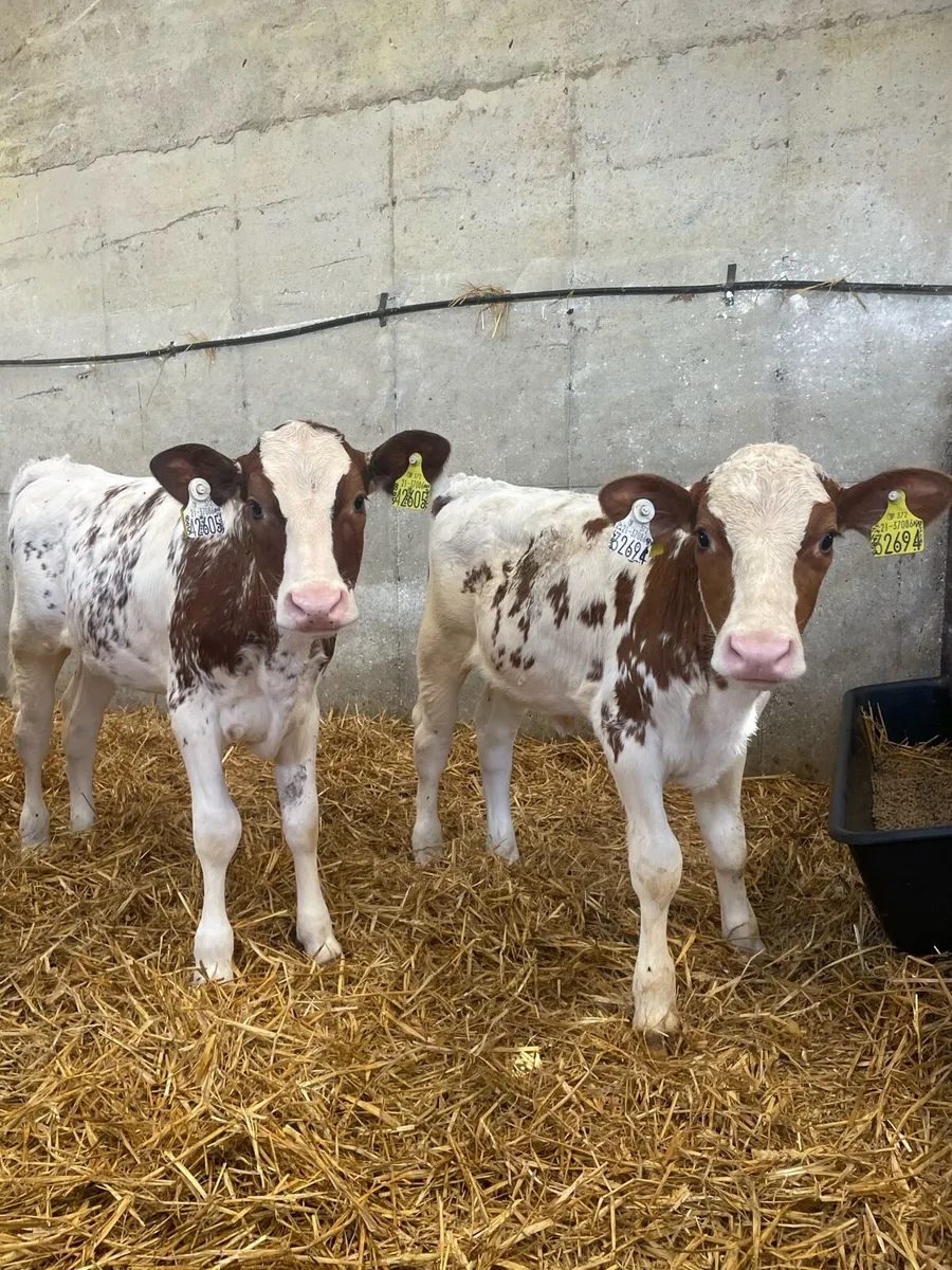 Purebred Rotbunt heifer calves for sale - Image 3