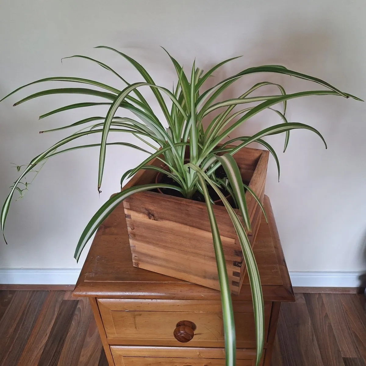 Healthy Spider Plant in Wooden Planter - Image 1