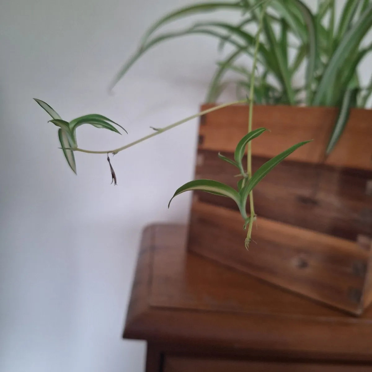 Healthy Spider Plant in Wooden Planter - Image 2