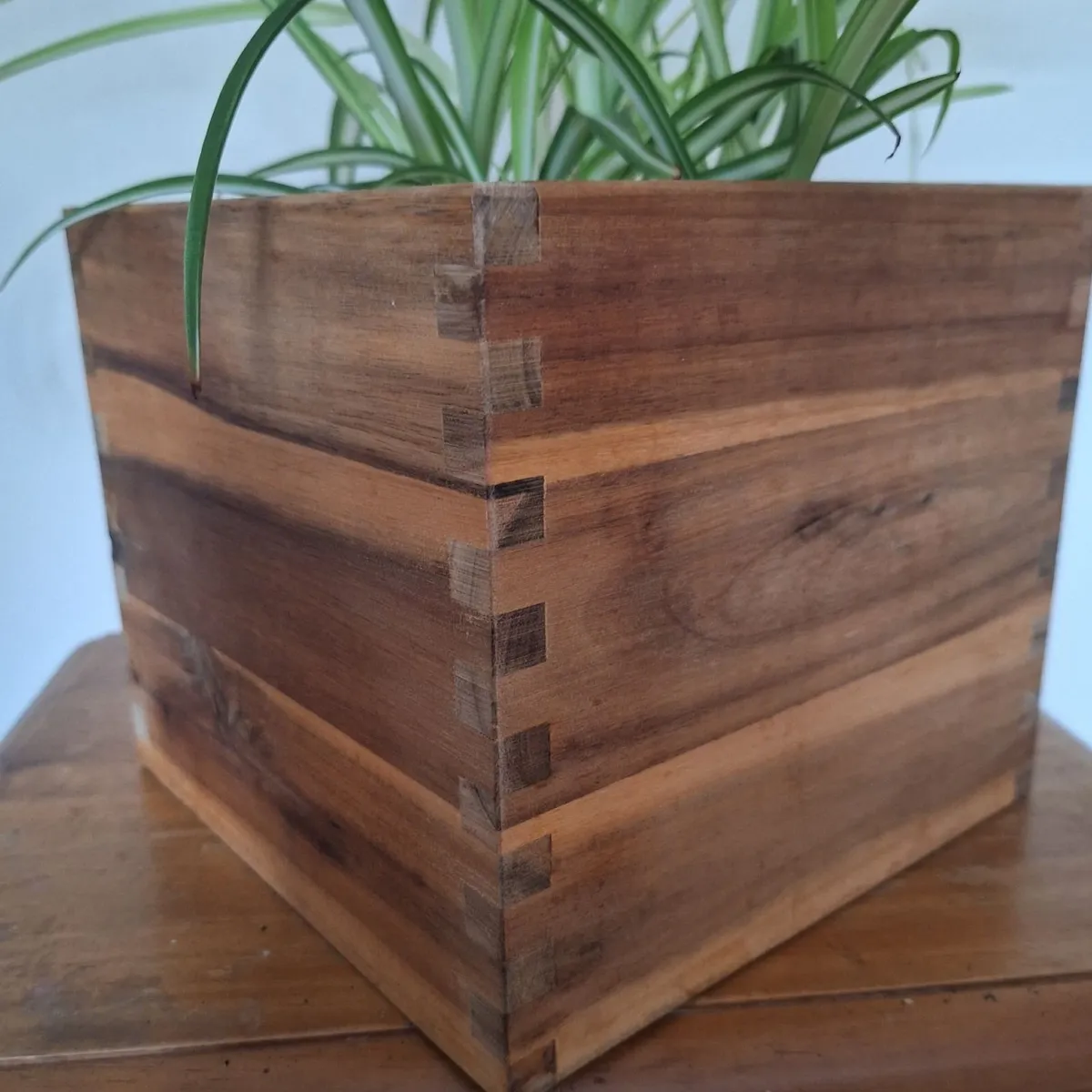 Healthy Spider Plant in Wooden Planter - Image 3