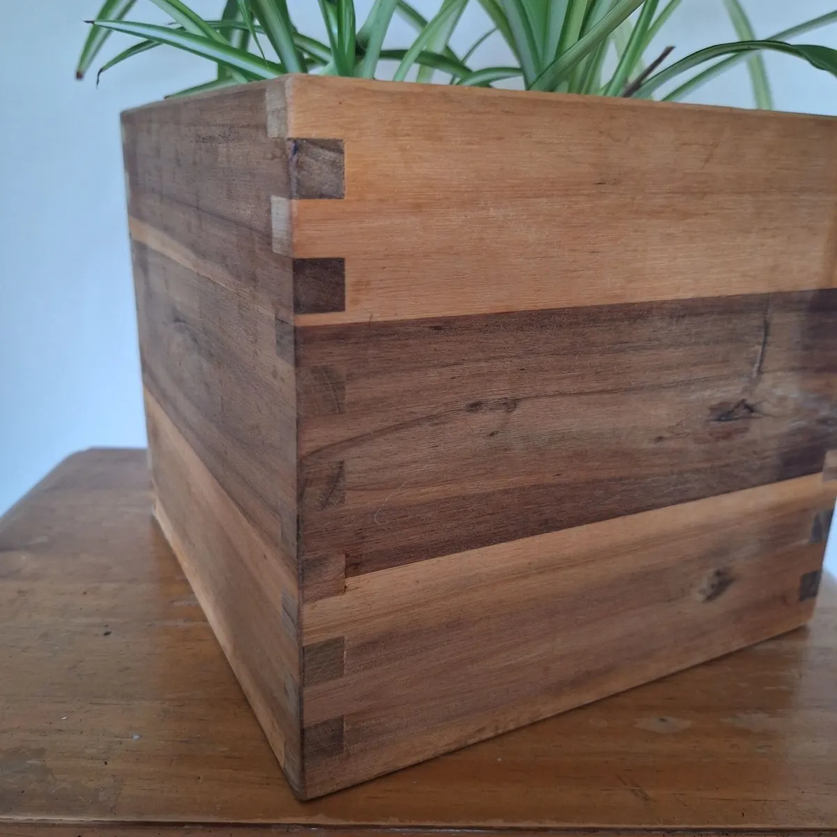 Healthy Spider Plant in Wooden Planter - Image 4