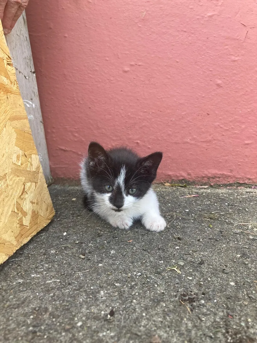 Kitten
