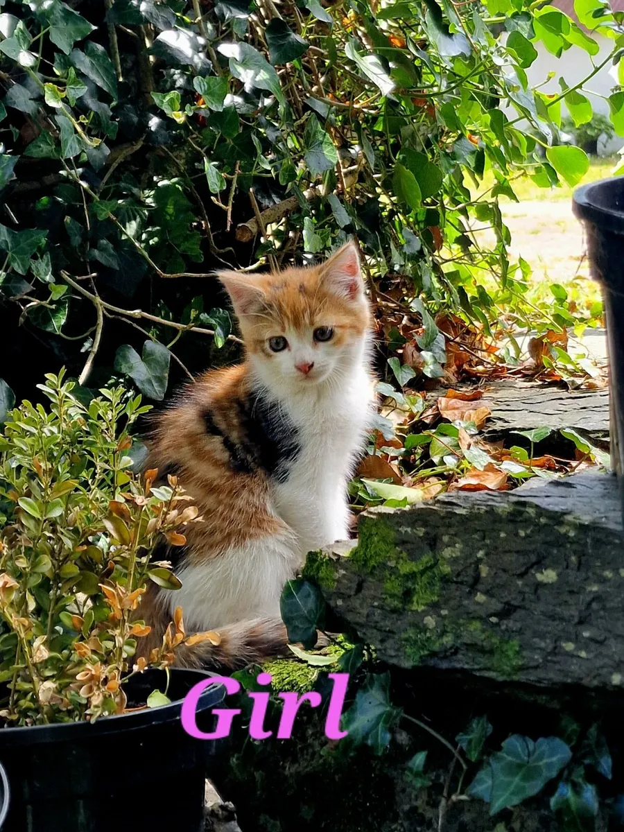 Kittens - Image 2