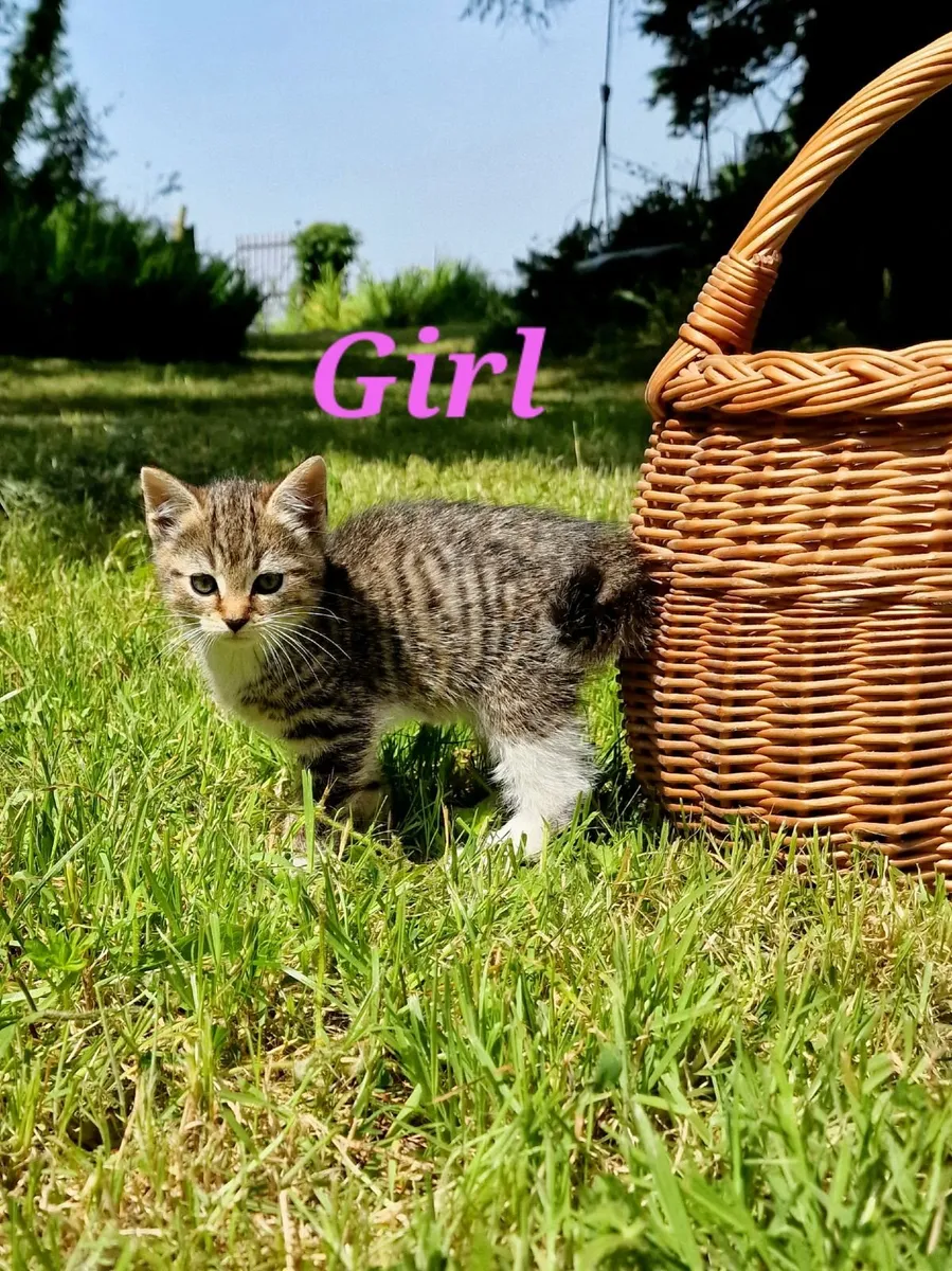 Kittens - Image 3