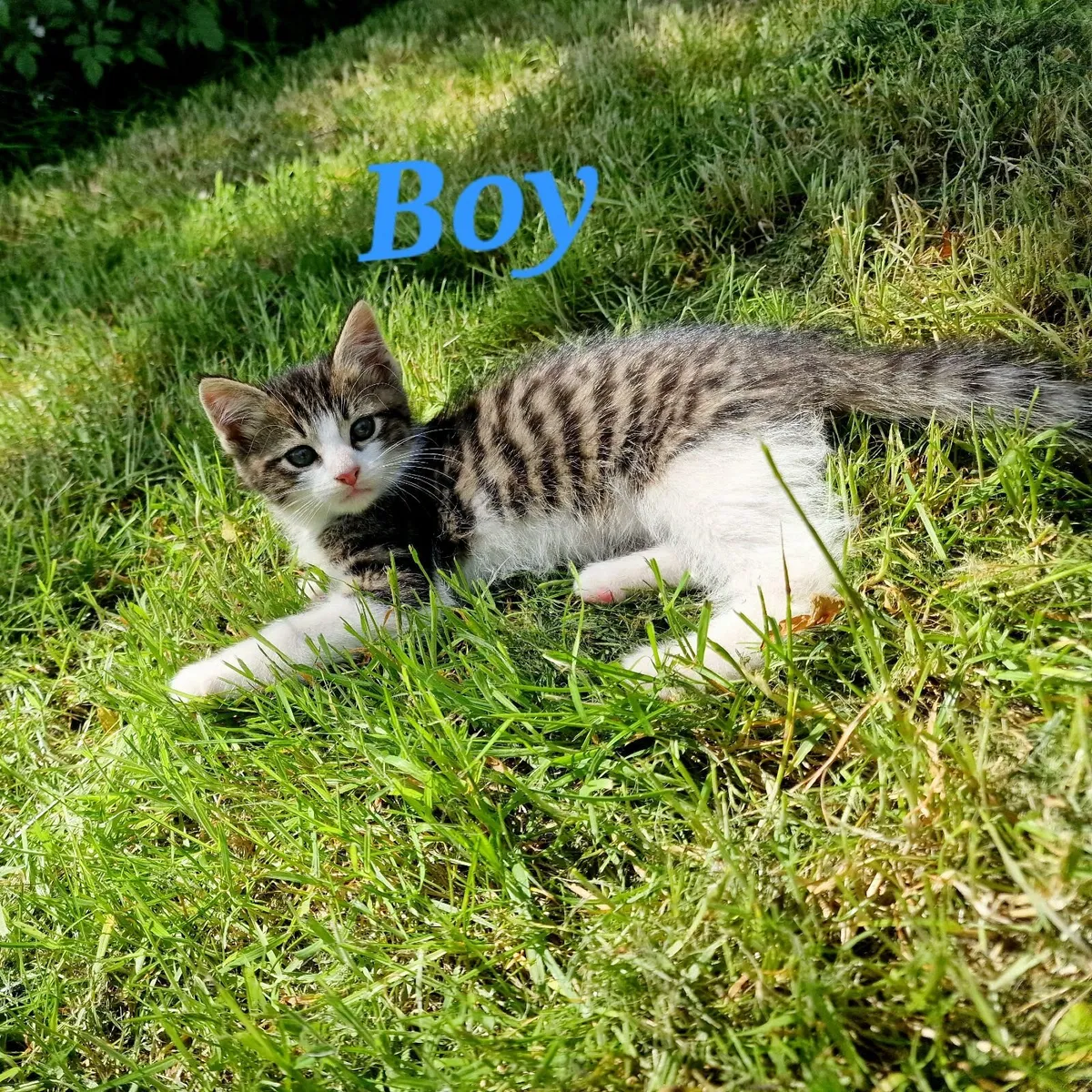 Kittens - Image 4