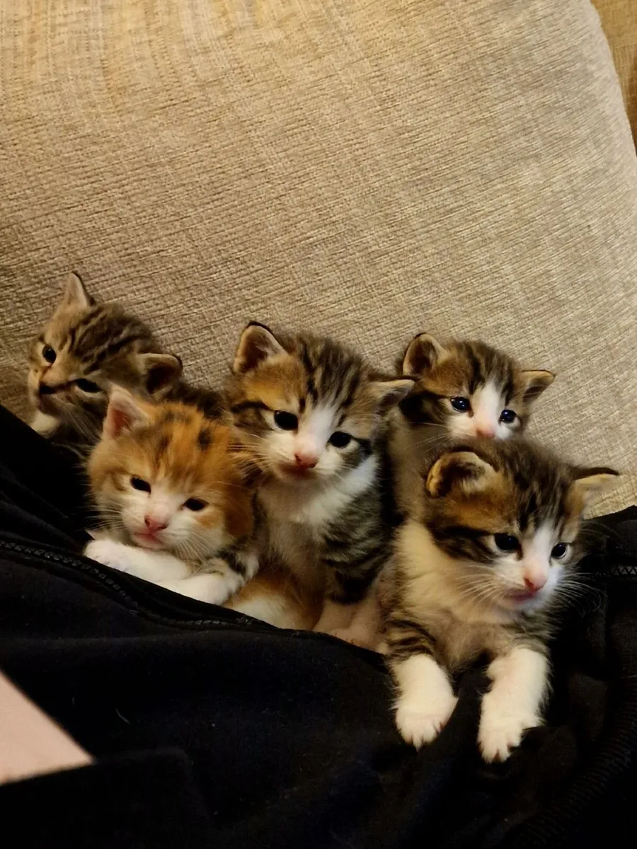Kittens - Image 1