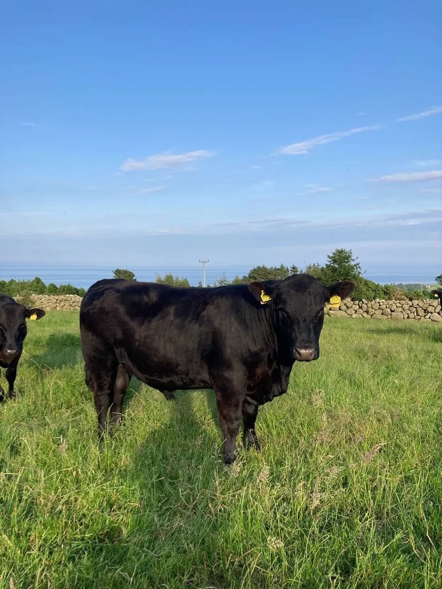 Pedigree Aberdeen Angus bull - Image 1