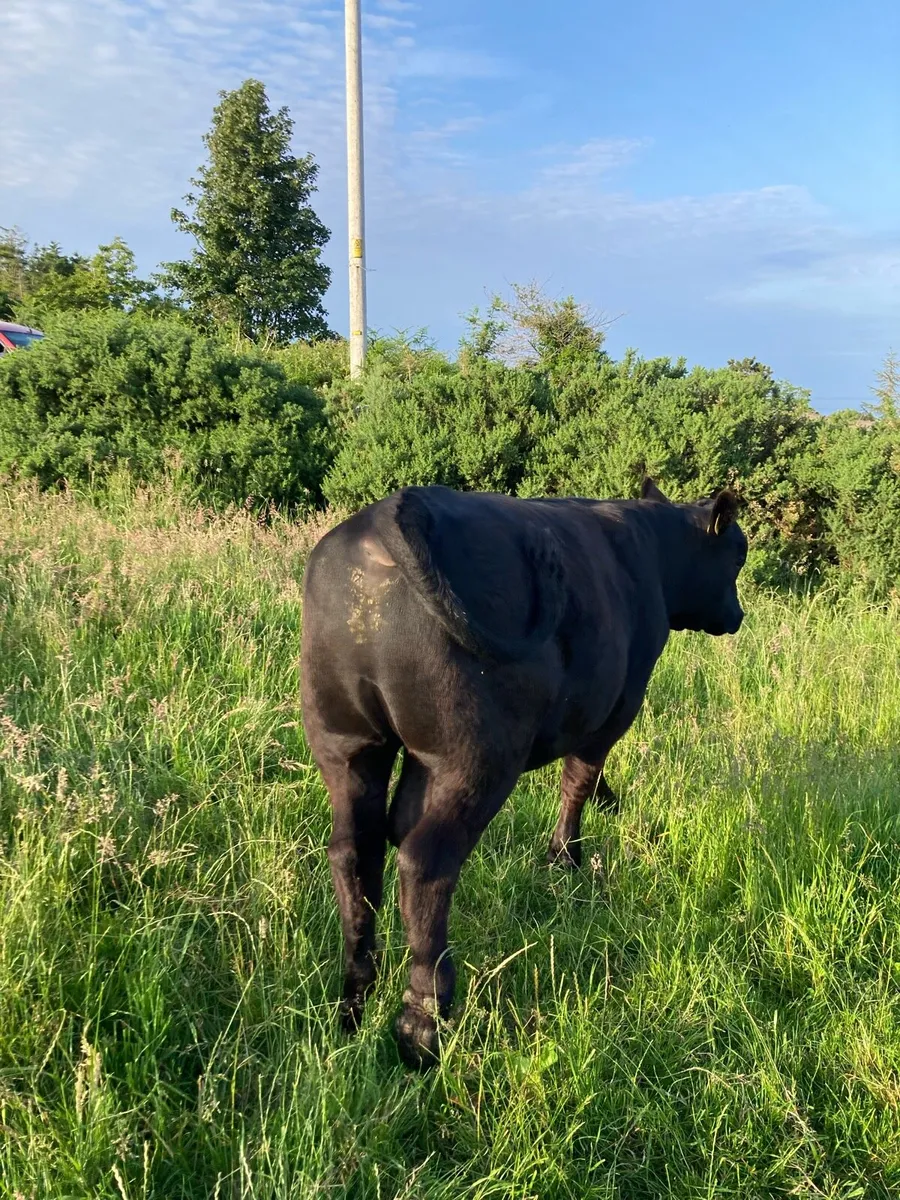 Pedigree Aberdeen Angus bull - Image 2