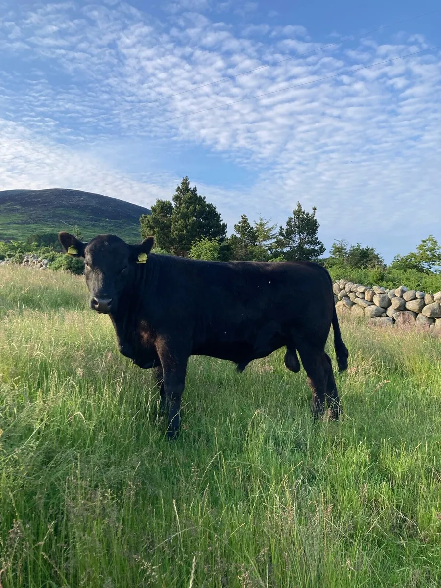 Pedigree Aberdeen Angus bull - Image 3