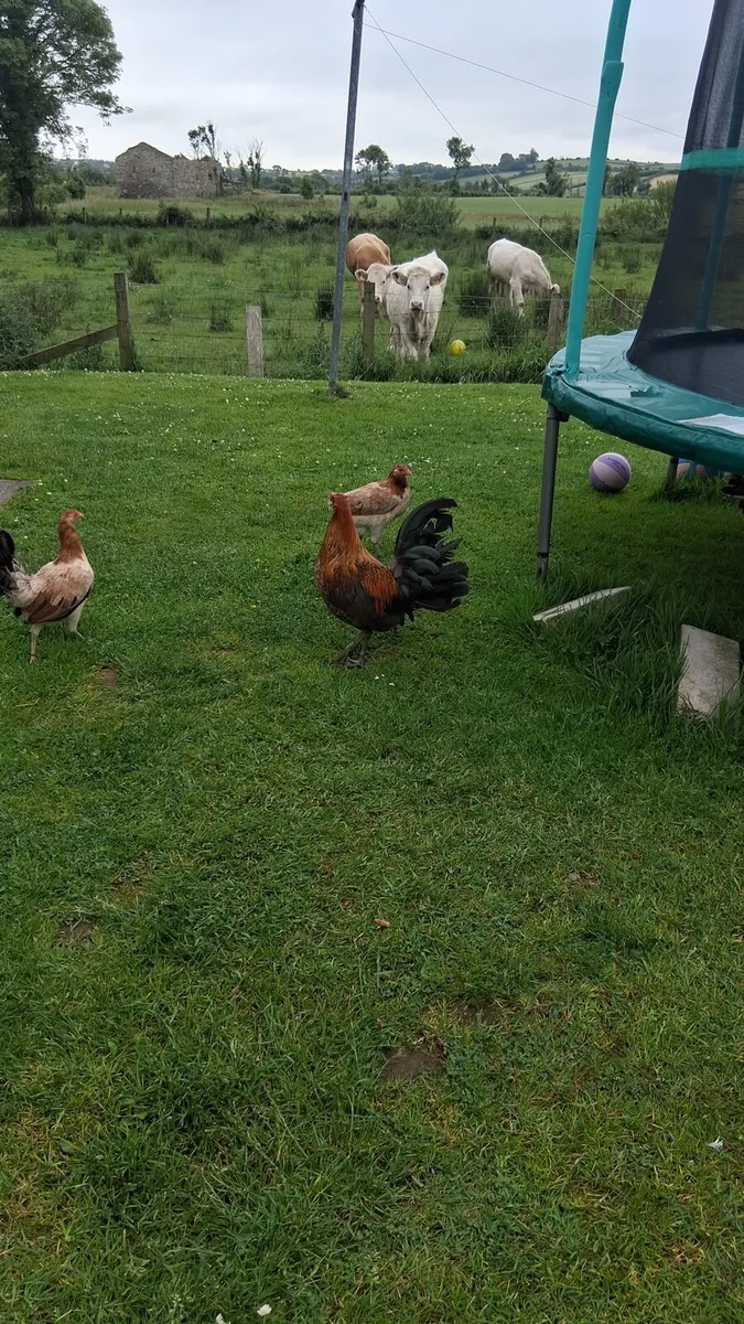 American game chicks - Image 1