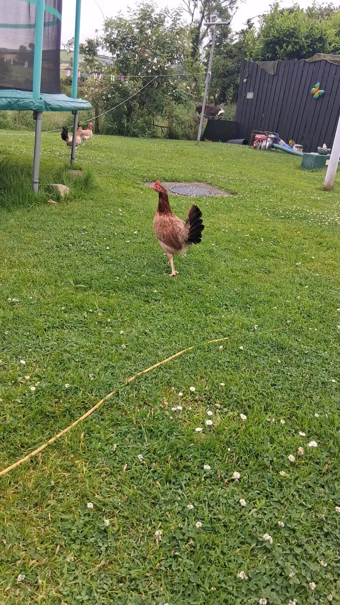American game chicks - Image 3