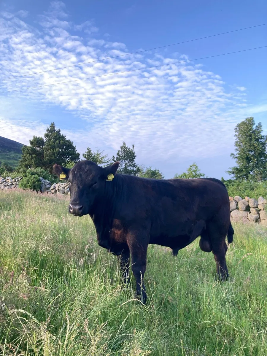 Pedigree Aberdeen Angus bull - Image 4