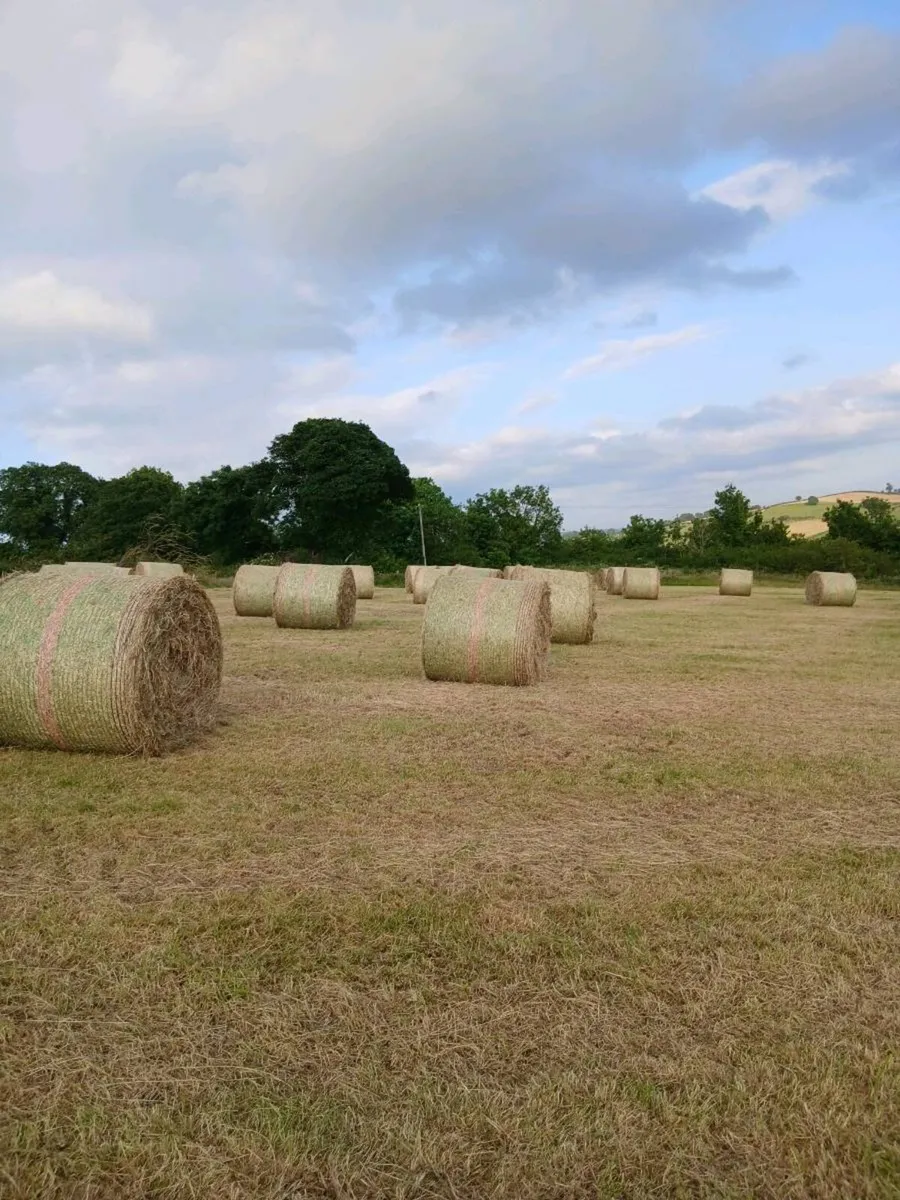 Hay for sale - Image 1