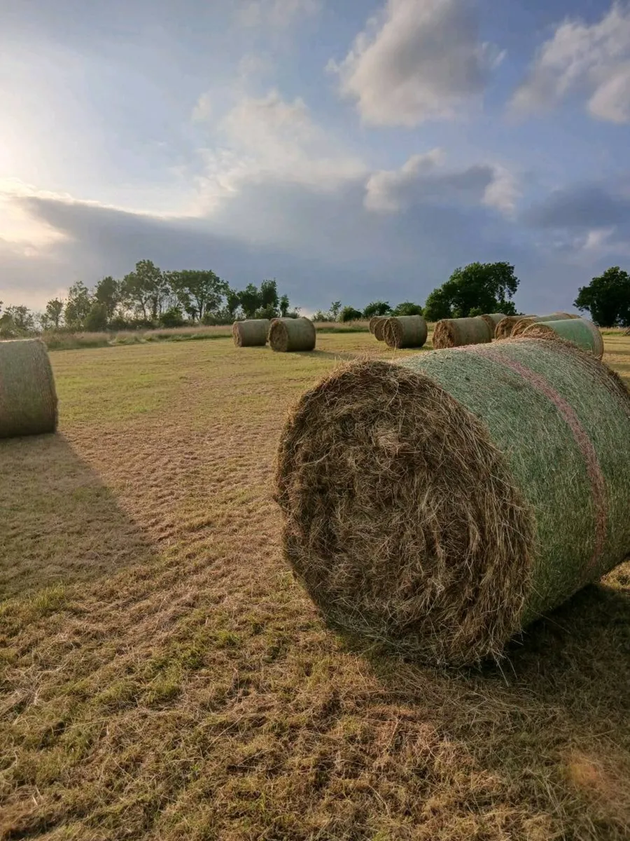 Hay for sale - Image 2