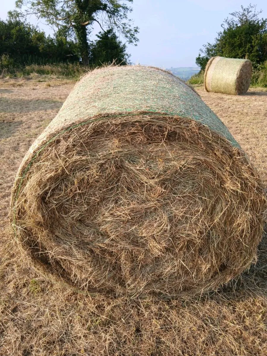 Hay for sale - Image 3