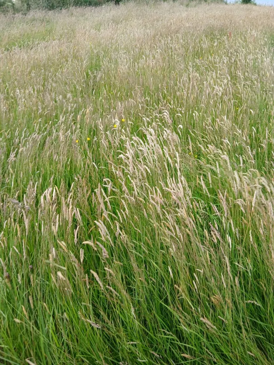 Hay for sale - Image 4
