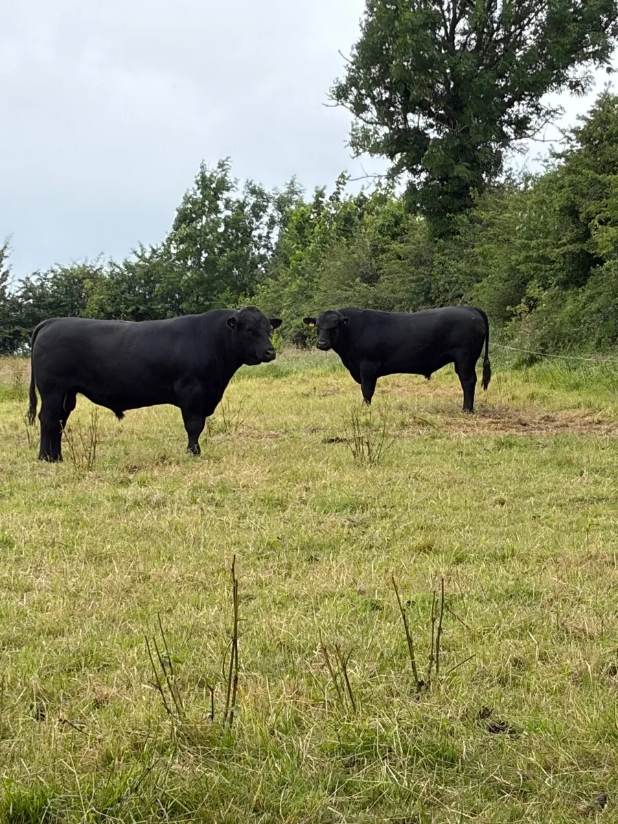 4 - 5 Star Pedigree Angus Bulls